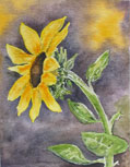 Sunflower-119x153